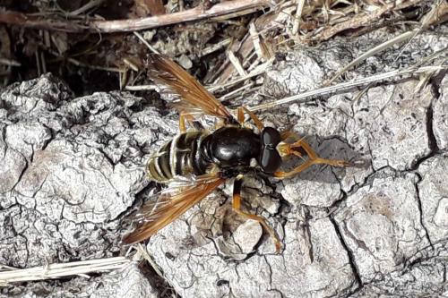 Caliprobola speciosa